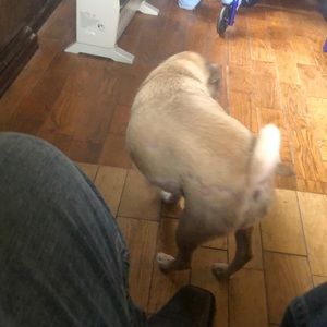 Meet your Posher, Levi